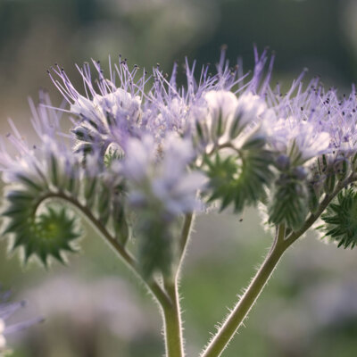 Kongress der deutschen Gesellschaft für Innere Medizin