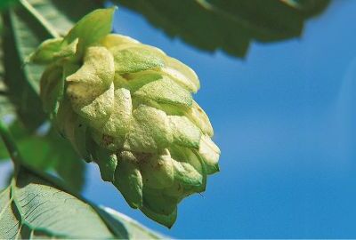 Hopfen