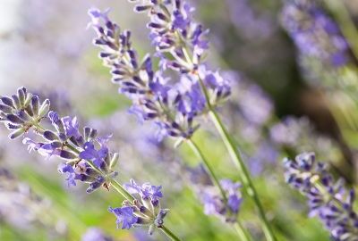 Lavendel