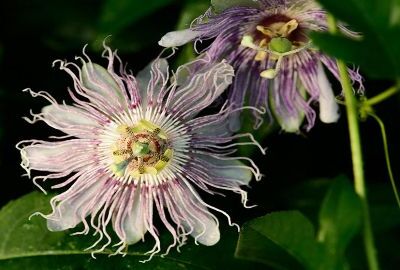 Passionsblume