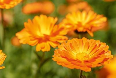 Ringelblume
