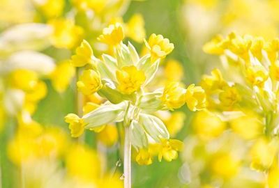 Schlüsselblume