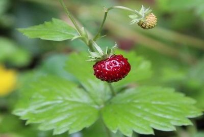 Wald-Erdbeere