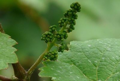 Weinrebe