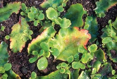 Bryophyllum