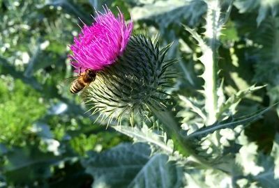 Eselsdistel